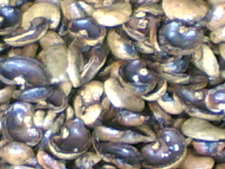 Cashew Split Shell