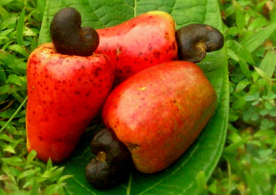 Cashew fruit