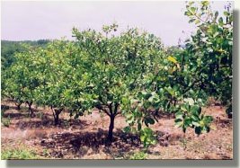 Cashew Tree